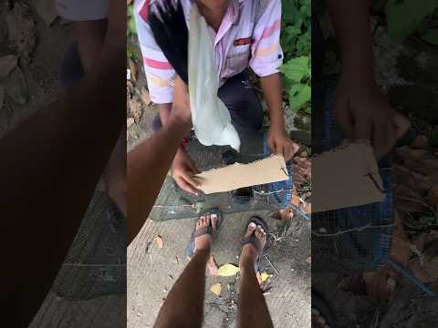BURUNG MERPATI PUTIH DIMASUKIN KE KANDANG BIAR GA DISERANG BURUNG GAGAK WIRO