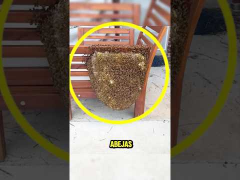 Estas Abejas estaban Abandonadas en una Silla 🐝