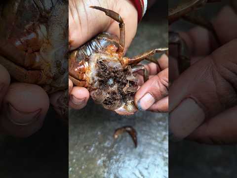 কাঁকড়ার ভেতর থেকে অনেকে ছোটো ছোটো বাচ্চা বেরোলো #vlog 106 #dailyvlog #minivlog #shorts #trending