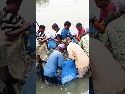 Longnet Fishing: A Tiny Fish Feast