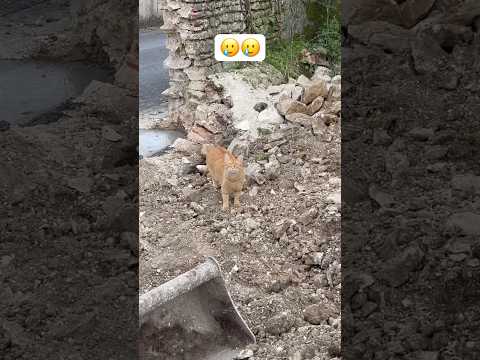 ￼ à un moment, j’ai cru qu’il allait m’obéir … #renovation #maison #travaux #rénovationmaison