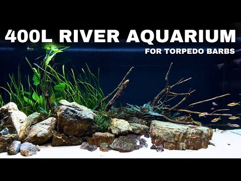 WE MADE A RIVER AQUARIUM FOR TORPEDO BARBS! Aquascape Tutorial