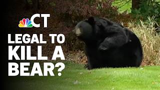 YouTube video thumbnail: Bear Conflicts in Connecticut: Is it Legal to Shoot and Kill Bears on Your Property?