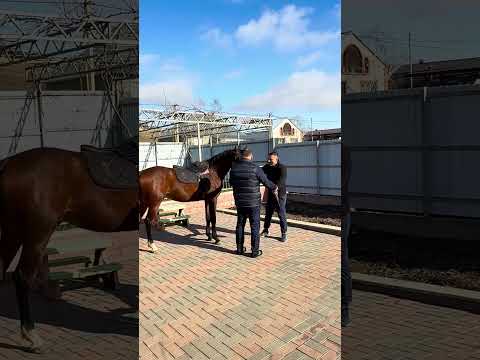 Приготовим бешбармак #еда #мясо #рецепты