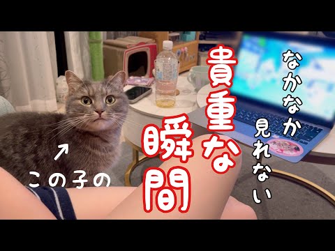 猫の動画サムネイル - 【貴重映像】いつもは絶対にしないのに…それは猫が完全に心を許した証。