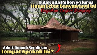 Inilah Alasan Mengapa Banyuwangi Terkenal Mistis, Mengunjungi Hutan De Djawatan Wisata yg indah