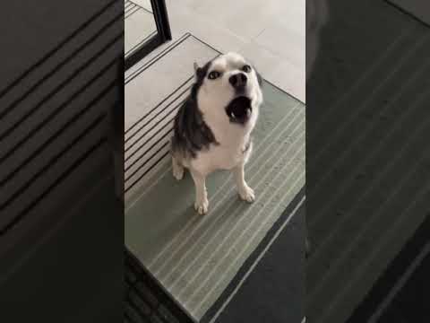 Husky saluda a su dueña con una conversación completa cuando ella regresa a casa del trabajo.