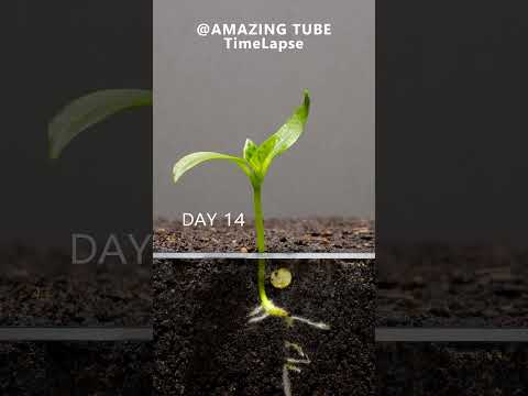 Growing Red Bell Pepper Plant - Time Lapse