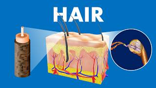 Structure and Function of Hair (in Hindi)