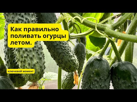 От правильного полива огурцы намного лучше плодоносят!