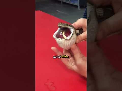 هذا الثعبان هو رفاييل نادال القادم 😭