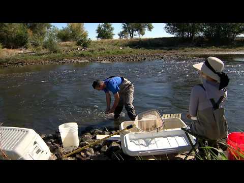 Scientists shock <strong>fish</strong> in the South Platte to study population