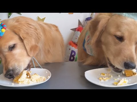 Sterling And Colin The Goldens bake Birthday Cakes