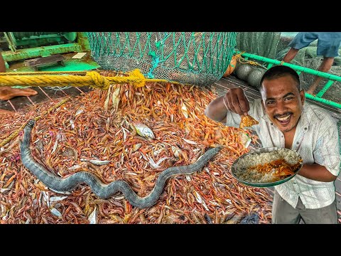 Amazing 🤩 Millions of Prawns & snakes 🐍 caught in single catch | lunch tasty fish curry🤤