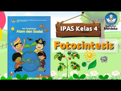 Fotosintesis (Materi IPAS Kelas IV Fase B Kurikulum Merdeka)