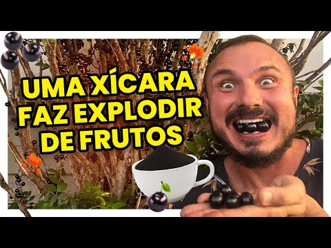 Uma xícara desse adubo faz seu pé de jabuticaba florir e explodir de frutos