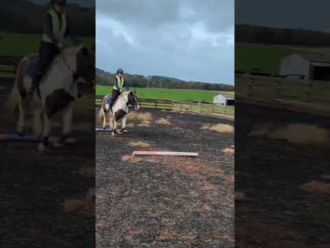 canter poles with the ponio #horses #horse #equestrian #equestrians #equine #pony #ponies #cob