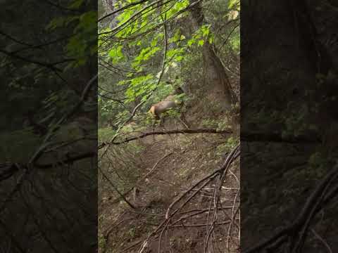 How close do you think they were? #subscribe #elk #kuiu #comment #shorts #encounter #idaho #pnw