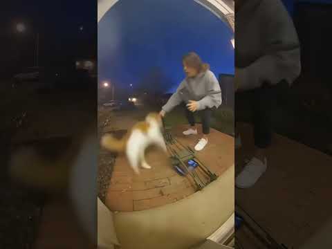 Don’t leave ur cats alone at home #ai #funny #cats #comedyshorts #shorts #ytshorts