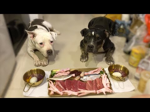 🐶🐶PIT BULL ULTIMATE DIET:🐝🐟RAW FISH&🐣BALUT&🐂🥩BEEF STEAK combo [ASMR] MUKBANG EP.109 of 2024 #balut