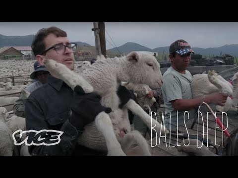 Learning to Ranch & Castrate Sheep with My Teeth |...