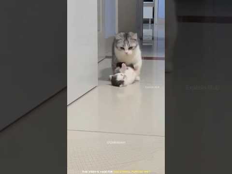 The cat is very beautiful 😍 #shorts