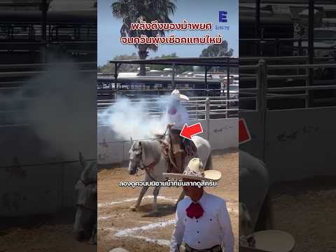 ความแข็งแรงของม้าพยศ