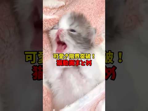 猫の動画サムネイル - 可愛さ突き抜けちゃう！ #猫 #cat #cats #cute