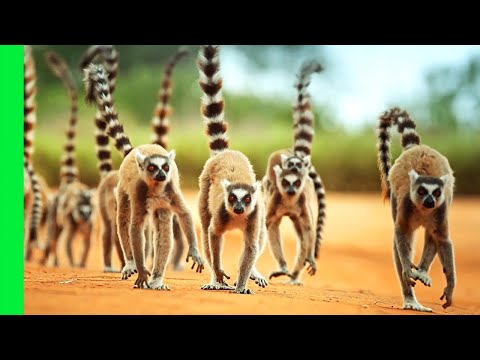 Ring-Tailed Lemur Gangs Rule This Ancient Island | Love Nature