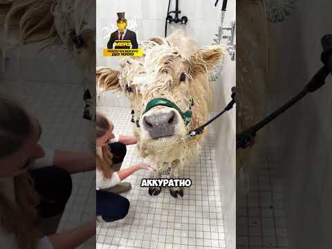 Свадебный салон для коровы🐮💐 #животные