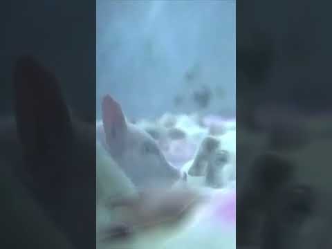 Piglets on the loose after truck overturns