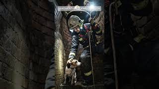 Sewer Sounds After the Storm… And a Life Was Saved #animalrescue #wildliferescue