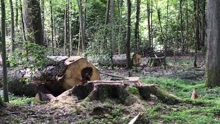 Logging in Poland's Bialowieza Forest, August 2017