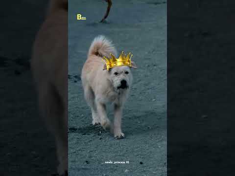 How a Common Dog became a King Charles #shorts