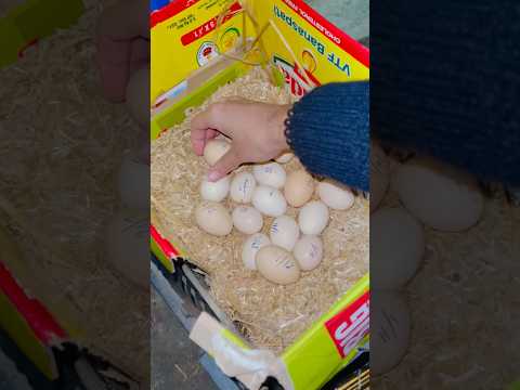 21 eggs for Saima? Desi Kurak Murgi brooding cycle 83 #hen #shorts #youtube #youtubeshorts #pets