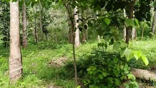 HUNTING BOAR ‼️‼️