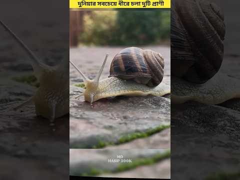 দুনিয়ার সবচেয়ে ধীরে চলা দুটি প্রাণী 😳 #shorts