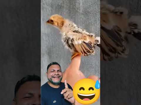 nem dá pra acreditar kkk que fofo! #react #reaction