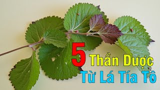 5 Thần Dược Từ Lá Tía Tô – Cứ Dùng Đều Là Thấy Hiệu Quả Rõ Ràng!