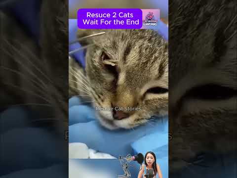 Rescue Cat Found with Foxtail in Eye #CatRescue #RescueCat #cat #animalrescue #kitten