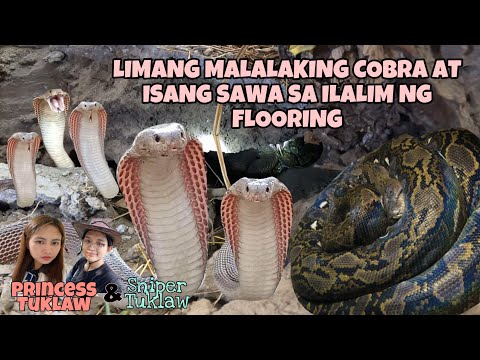 LIMANG MALALAKING COBRA AT ISANG SAWA SA ILALIM NG FLOORING NA MAY TAMBAK NA BASURA PINAHULE!