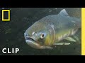 Salmon Migration Challenges and Survival