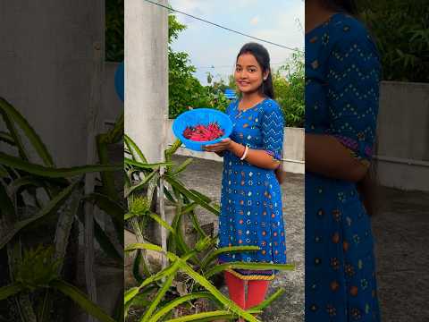 এক ঝুড়ি ড্রাগন ফল তুললাম😋Bengali mini vlog