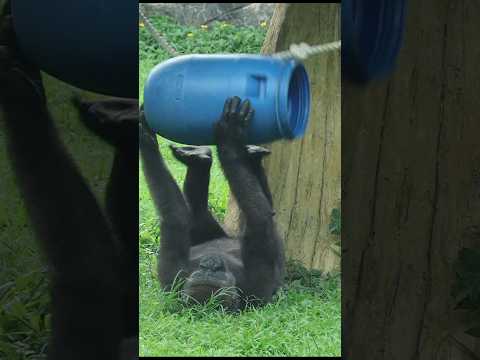 gorilla playing 😆 #gorillatag #taipeizoo #金剛猩猩 #台北市立動物園 #zoo サムネイル