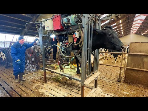 Cows with Huge Udders – Milking Time on a Real Dairy Farm