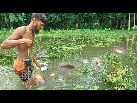 গ্রাম বাংলার বিলে শেষ বর্ষায় কারেন্ট জাল দিয়ে দেশি টেংরা পুটি কৈ মাছ ধরা। Village fishing। মাছ ধরা