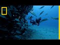 Shark Attacks in Recife