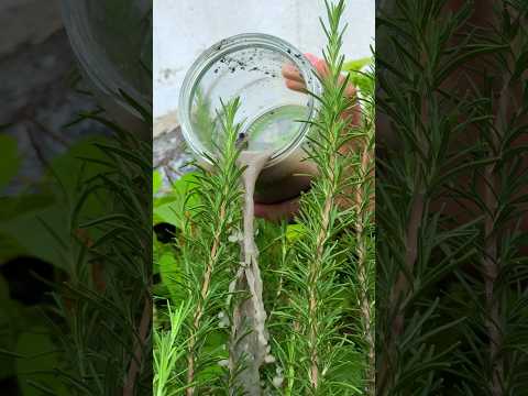 Como cuidar del romero para tenerlo verde #plantas #jardin