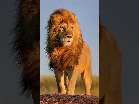 Tigre de Bengala vs Leão Africano (Bengal Tiger vs African Lion) #shorts