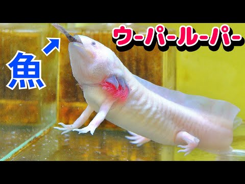 どんどん大きくなるので水槽を倍の大きさにする！ウーパールーパー